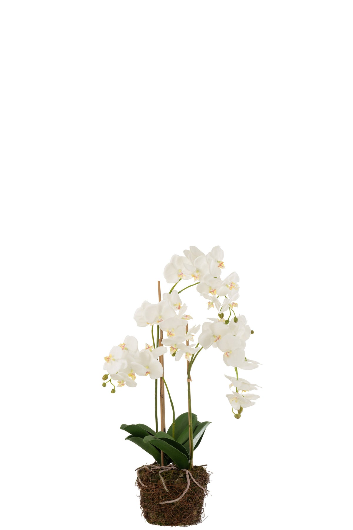 Orquídea En Tierra Plástico Blanco/Verde Grande 32x32x75cm