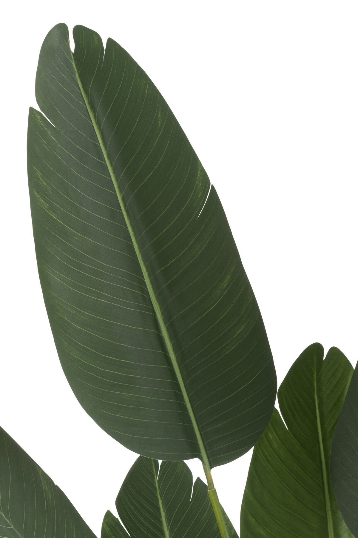 Strelitzia Plástico Verde Pequeña