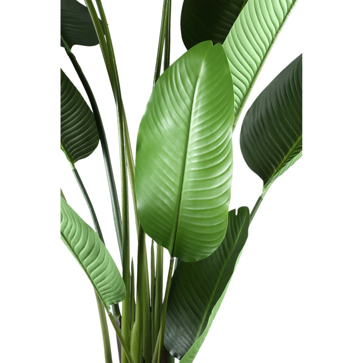 Planta artificial verde de PE Real Touch Strelitzia L 110x63x235cm PTMD