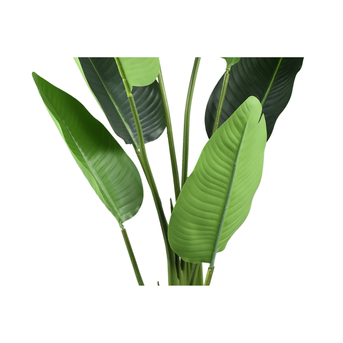 Leaves Planta Verde PE Real Touch Strelitzia S 77x56x117cm PTMD