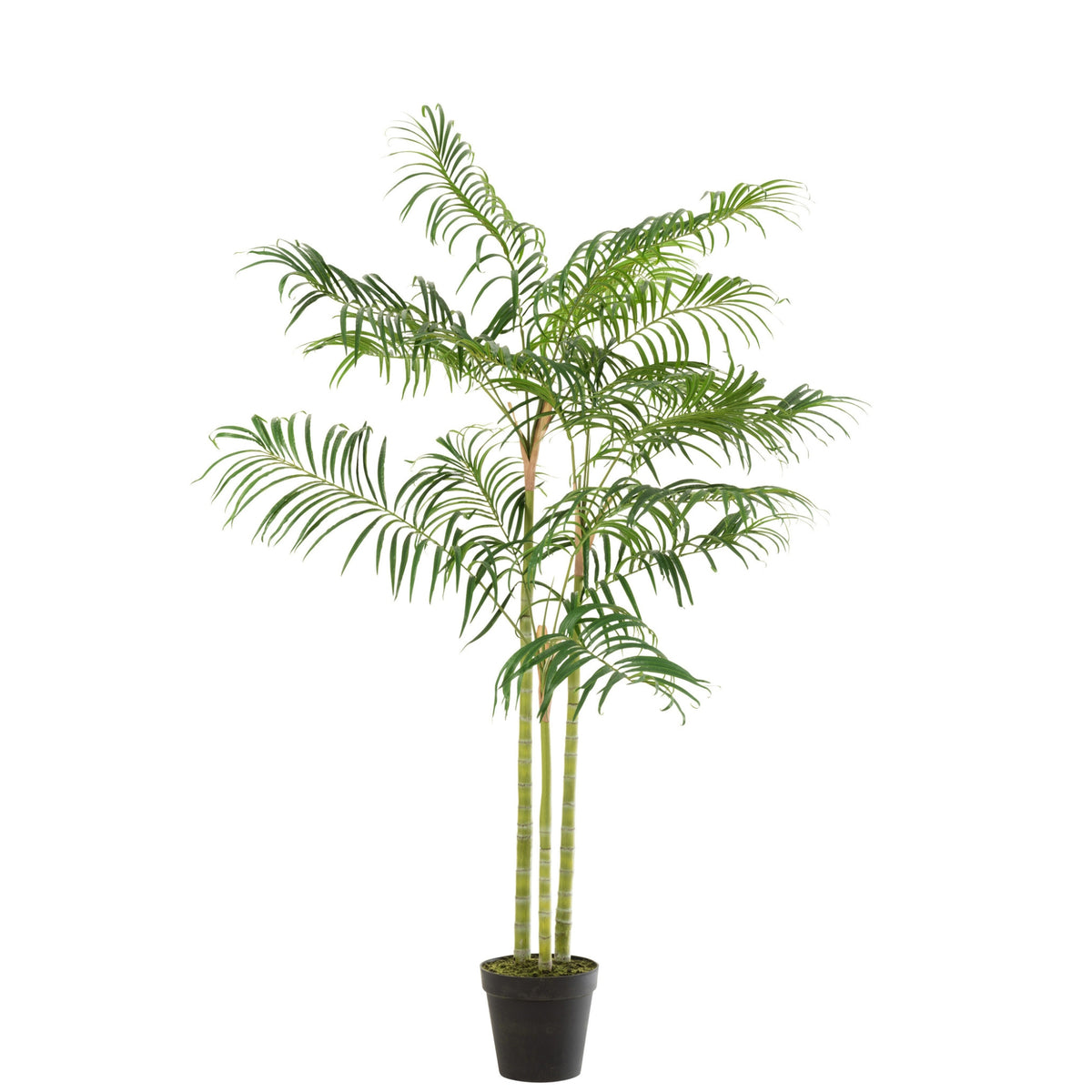 Palma de Bambú En Maceta Plástico Verde/Negro Pequeña J-Line