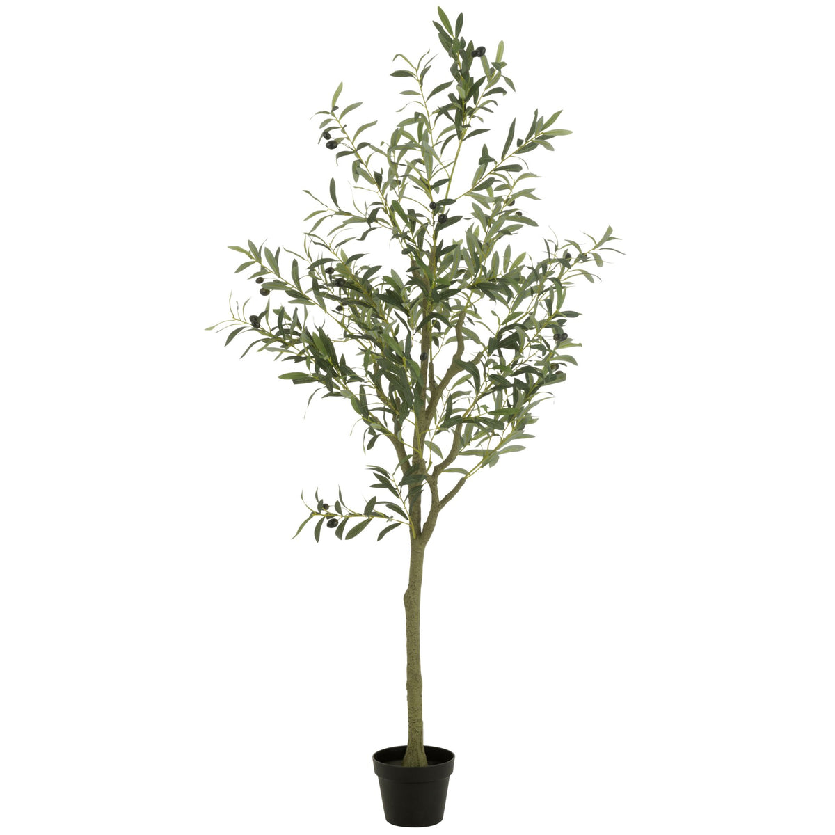 Olivo en Maceta de Plástico Verde Grande H180cm J-Line