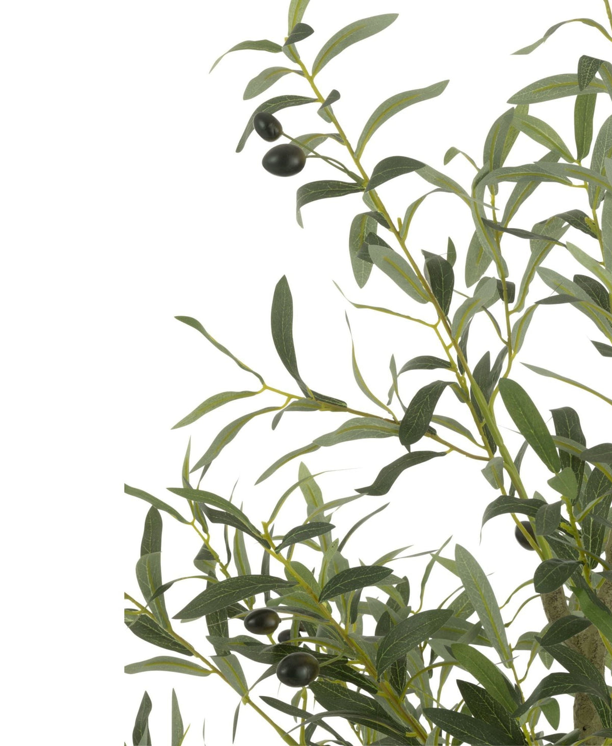 Olivo en Maceta de Plástico Verde Grande H180cm J-Line