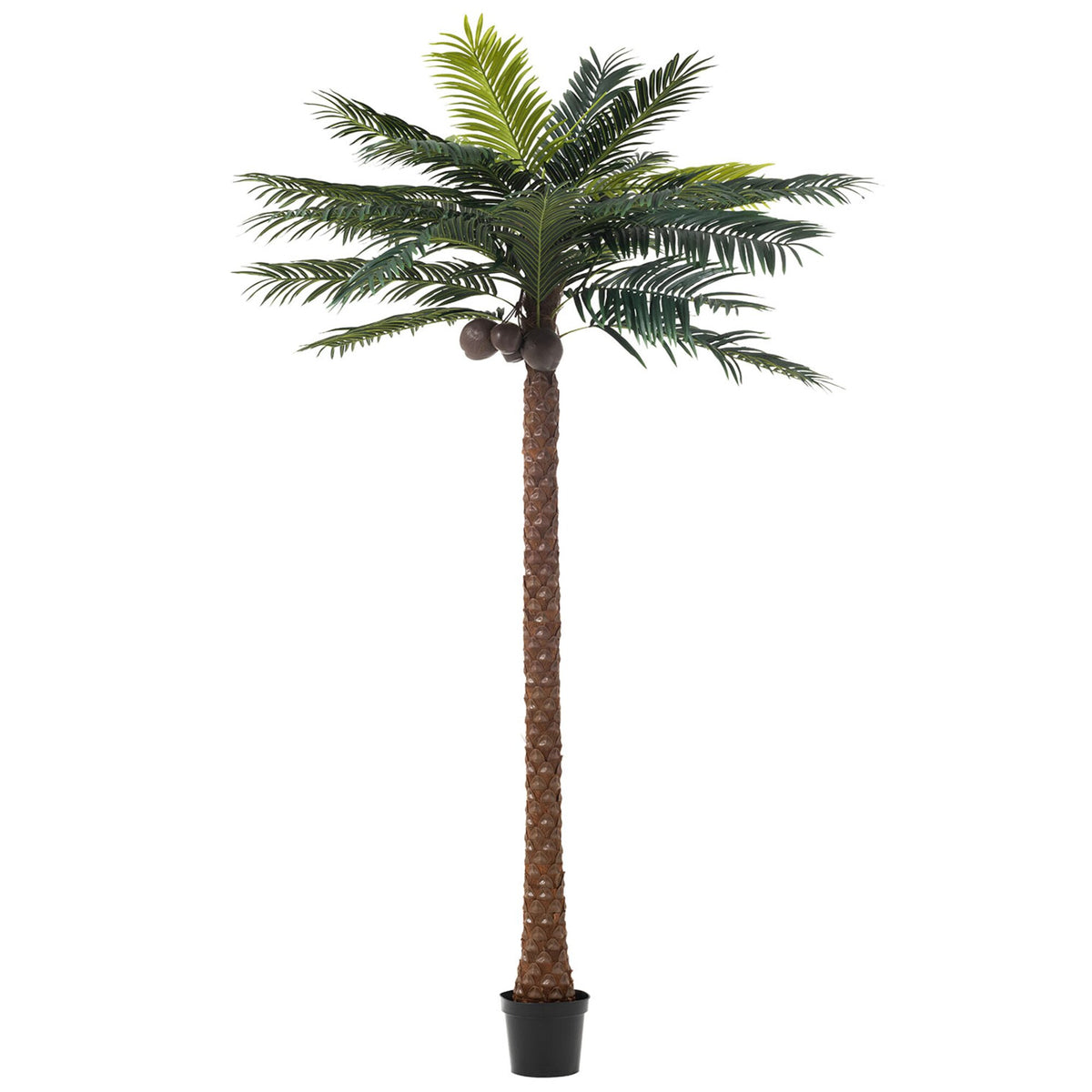 Palmera Con 4 Cocos En Maceta Plástico Verde H350cm J-Line