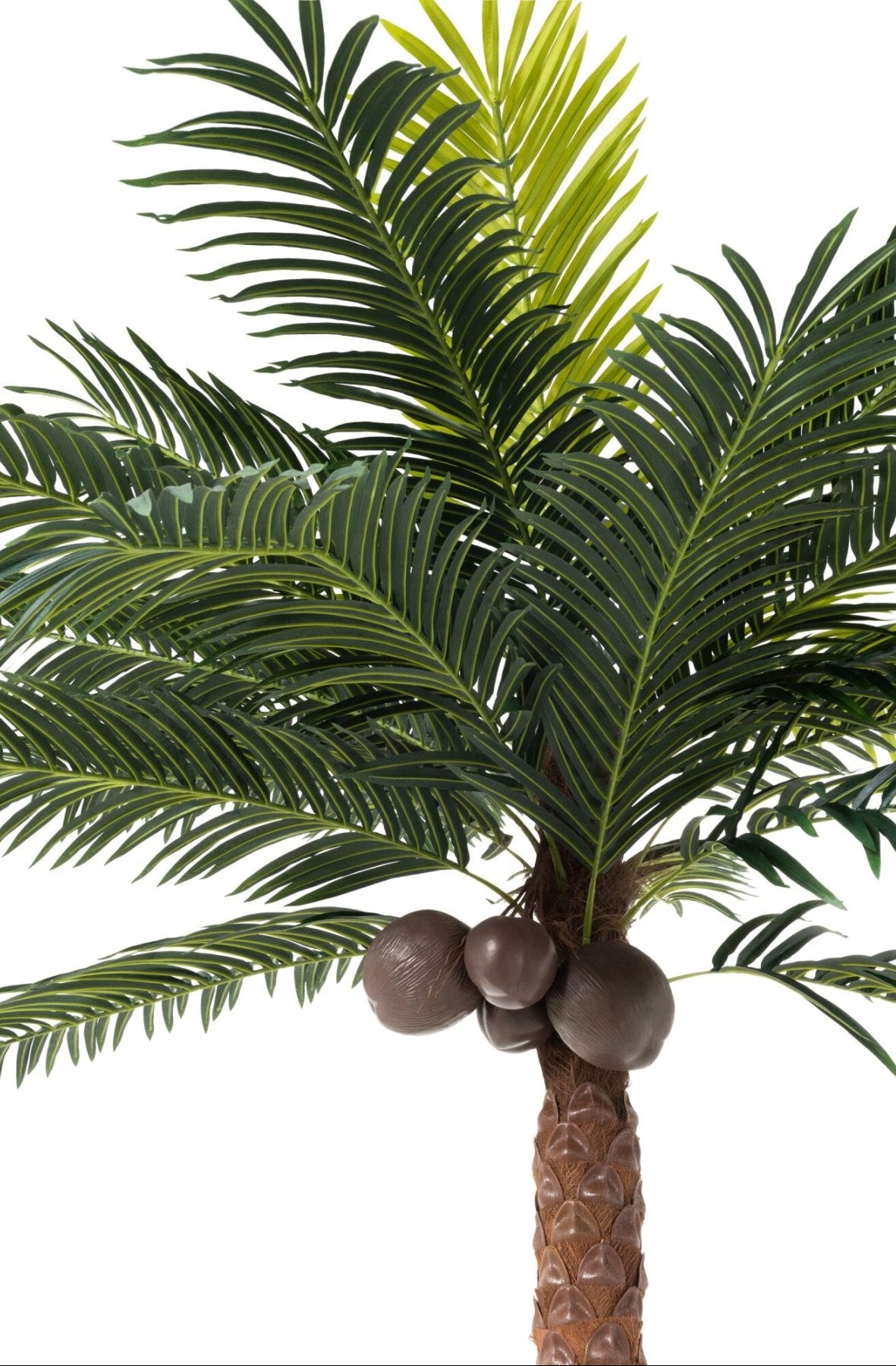 Palmera Con 4 Cocos En Maceta Plástico Verde H350cm J-Line