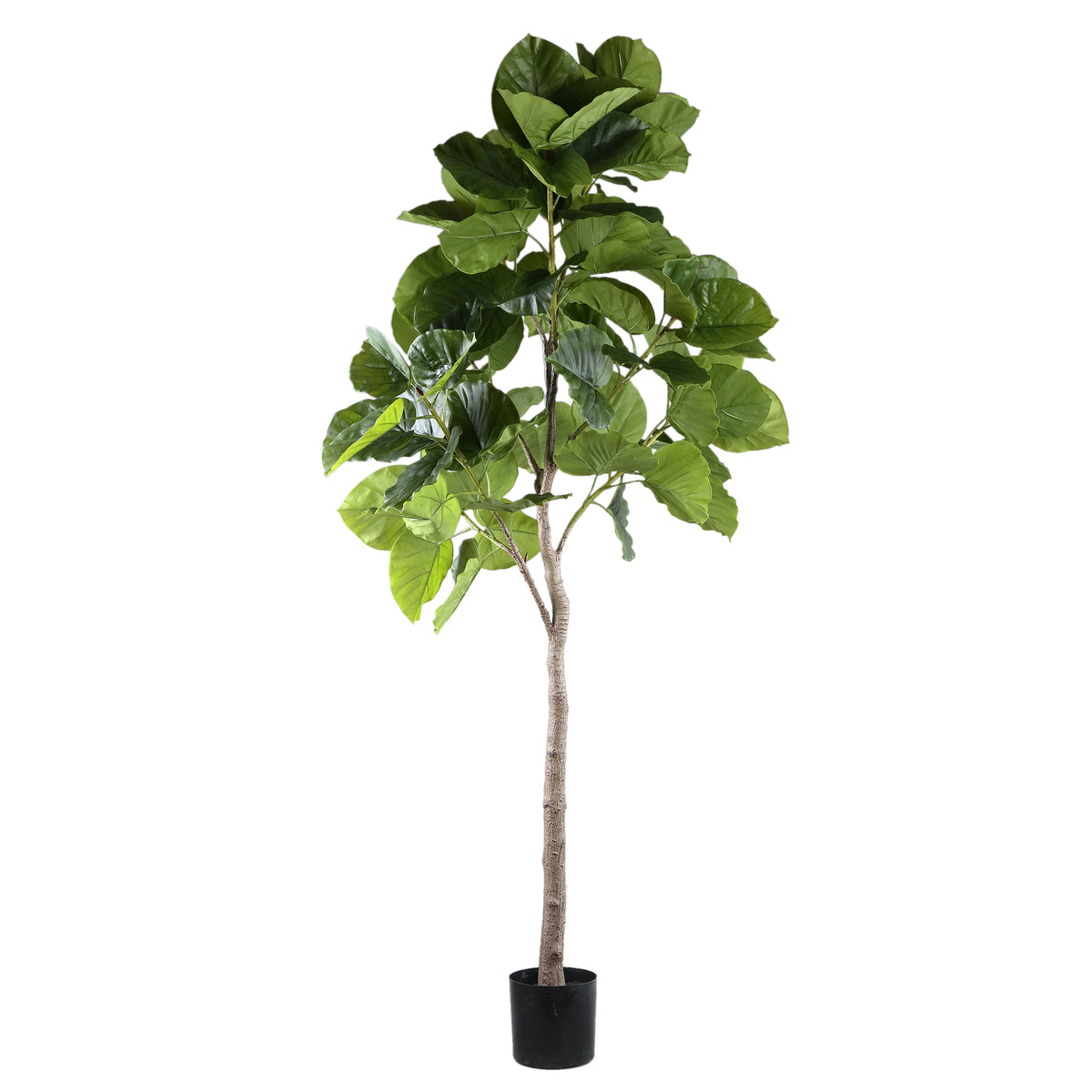 Árbol Ficus Verde de Tres Troncos en Maceta L 118x 85x183cm PTMD