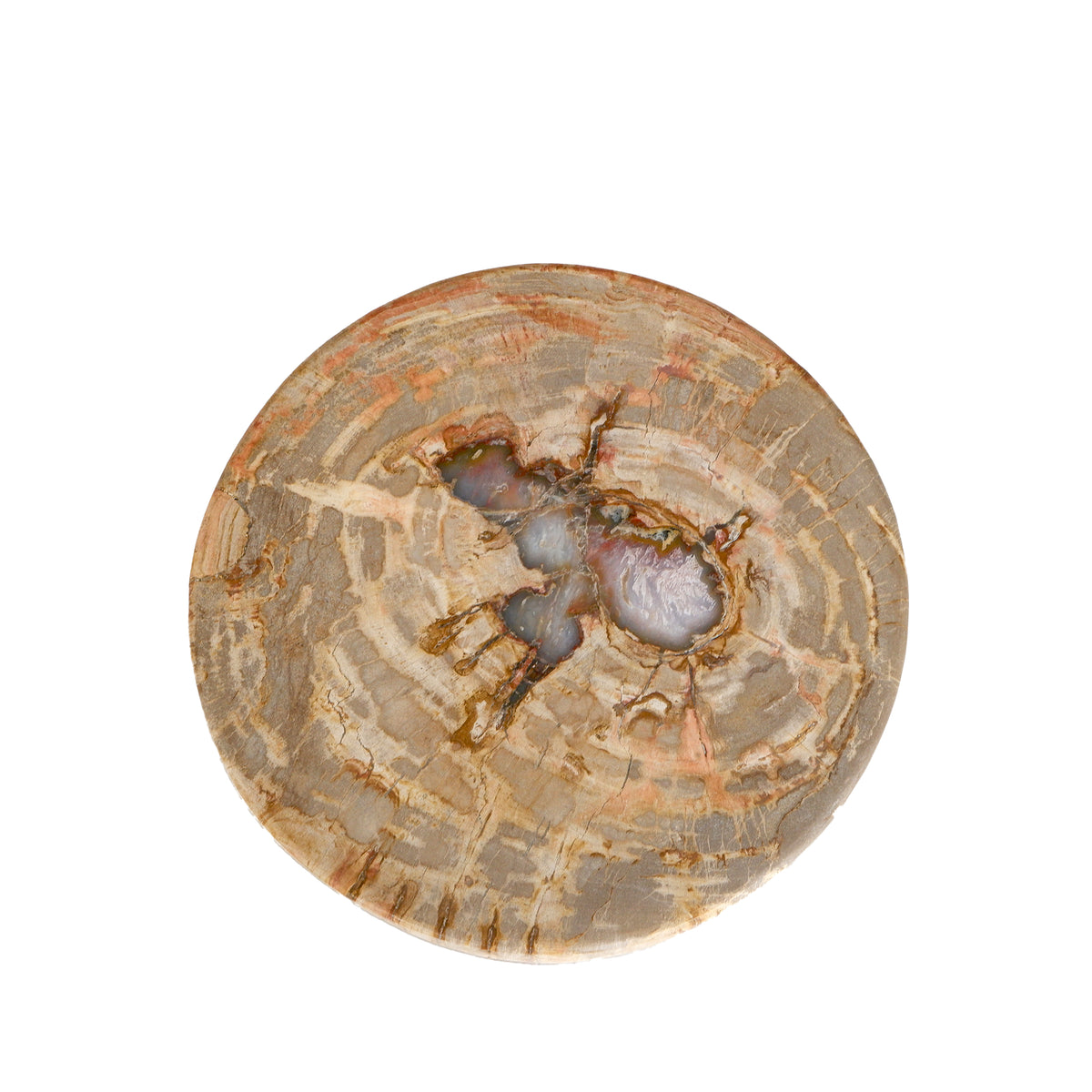 Expositor de media esfera de madera petrificada natural Bethe L PTMD