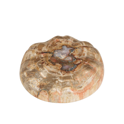 Expositor de media esfera de madera petrificada natural Bethe L PTMD