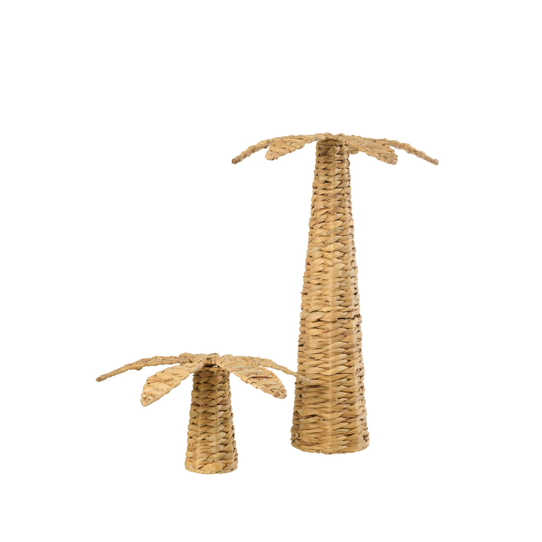 Palmera Jacinto de agua Natural Grande J-Line