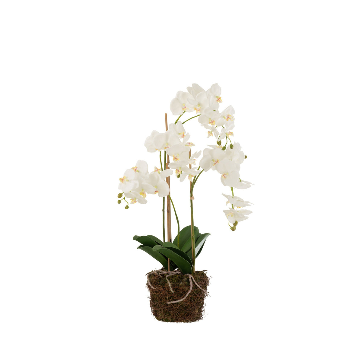 Orquídea En Tierra Plástico Blanco/Verde Grande 32x32x75cm