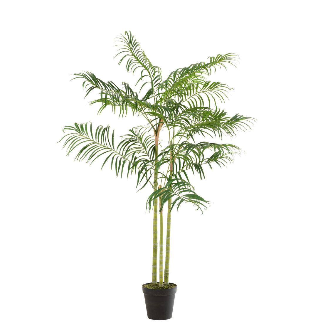 Palma de Bambú En Maceta Plástico Verde/Negro Pequeña J-Line