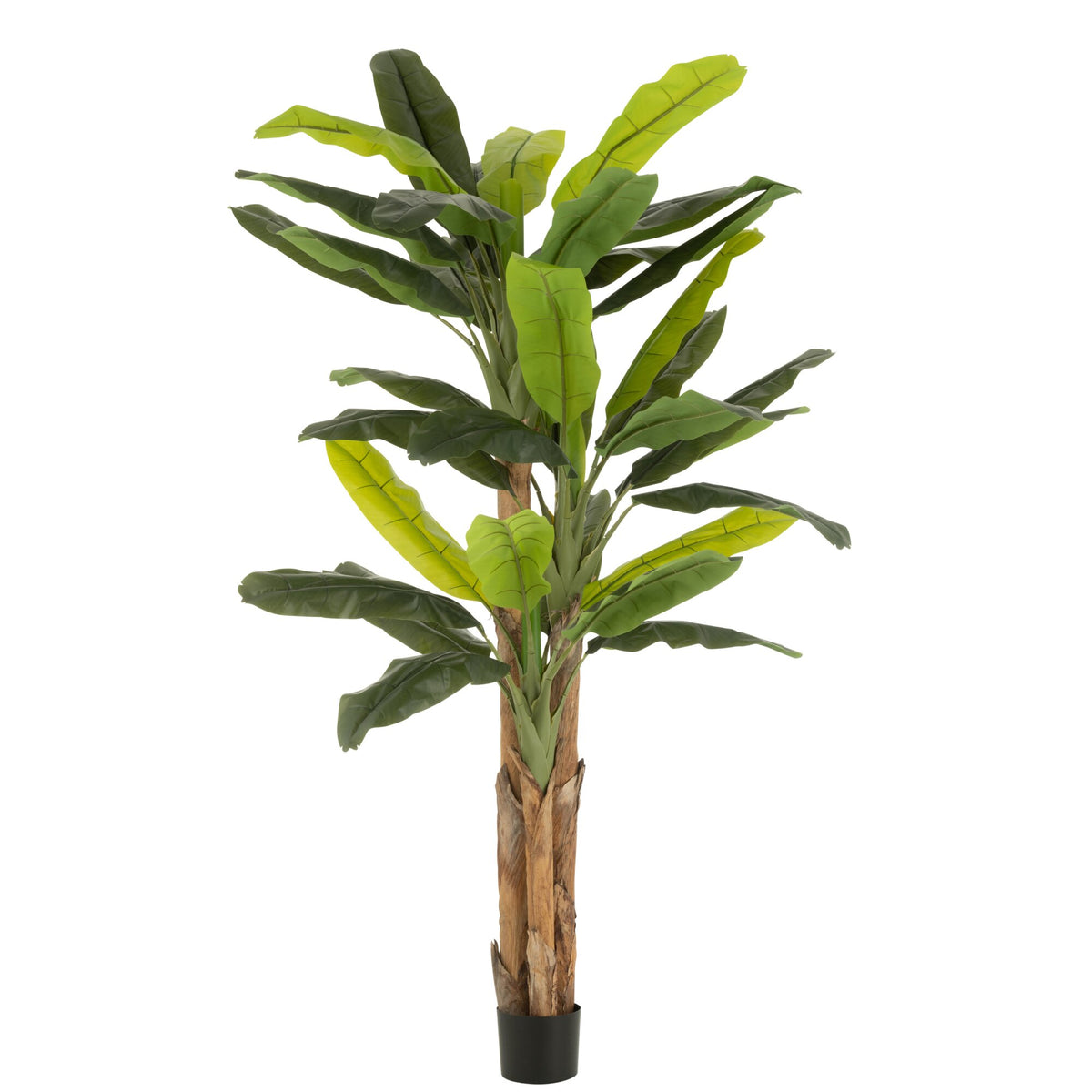 Platanero en Maceta de Plástico Verde H300cm J-Line