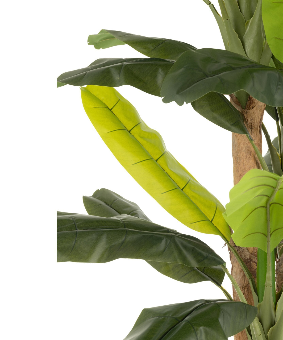 Platanero en Maceta de Plástico Verde H300cm J-Line