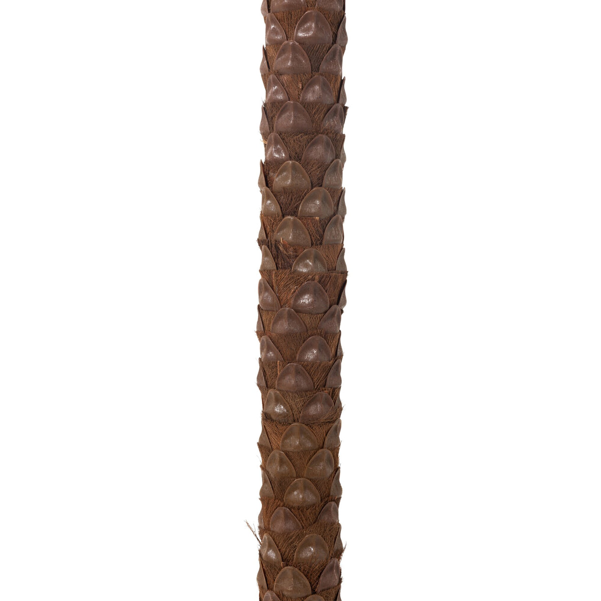 Palmera Con 4 Cocos En Maceta Plástico Verde H350cm J-Line