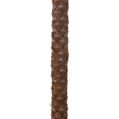Palmera Con 4 Cocos En Maceta Plástico Verde H350cm J-Line