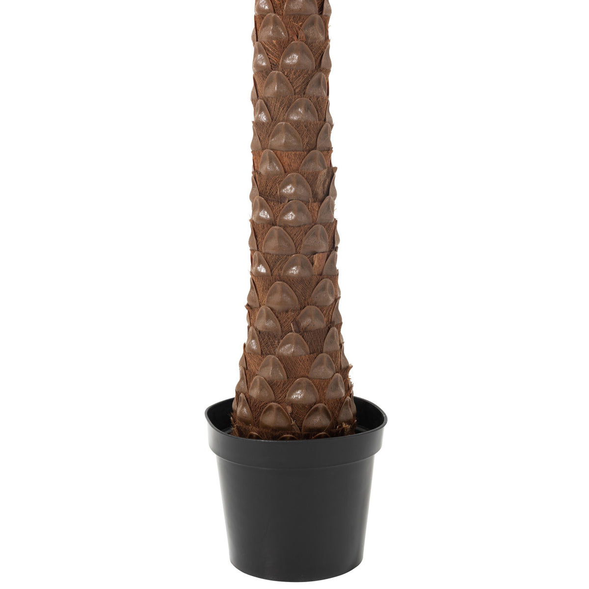 Palmera Con 4 Cocos En Maceta Plástico Verde H350cm J-Line